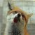 Jaxon thumbnail